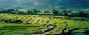 TOURISTS IN Sapa adventurous trekking and homestay - TL209 